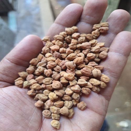 Desi Black / Brown Chana Fill With Protein And Fiber For Different Purpose