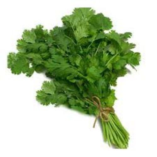 Good Fragrance Healthy Natural Rich Taste Green Fresh Coriander Leaves