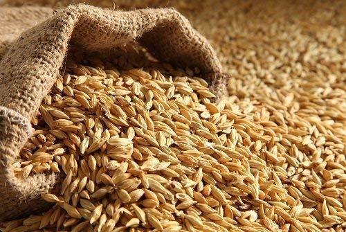 Hyderabad Barley Seeds(boosting Energy And Improving Brain Function)