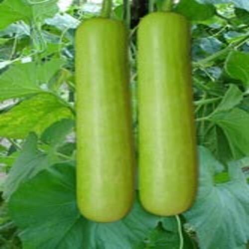 Rich Natural Fine Taste Chemical Free Healthy Green Fresh Bottle Gourd