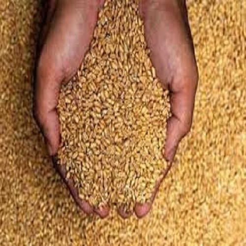 Wheat Grain For Flour, Plentiful In Nutrients B-1, B-3, And B-5, Alongside Riboflavin And Folate