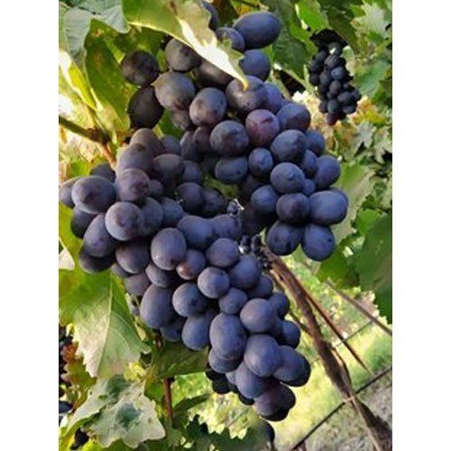 Wholesale Price Export Quality A Grade Seedless Black Grapes Fruits