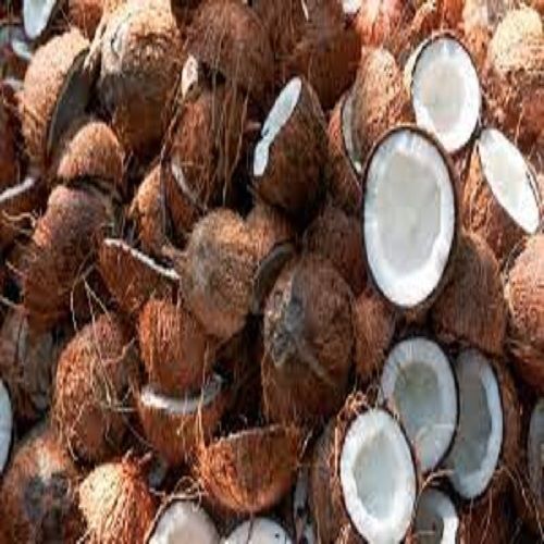 रिच स्वाद मिनरल से भरपूर स्वस्थ और स्वादिष्ट पोषक ताज़ा भूरा सूखा नारियल