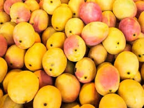 Delicious Sweet Tangy Natural Taste Red and Yellow Sindoori Mango