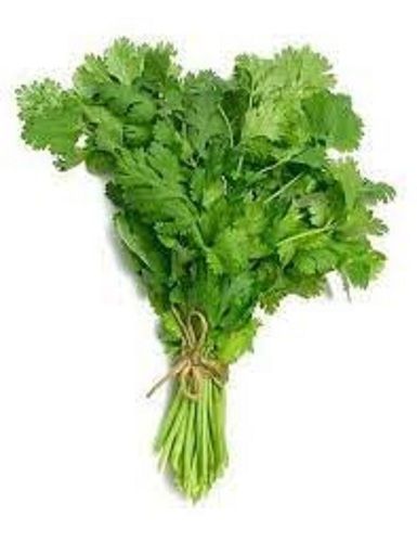 Leaf Good Fragrance Healthy Natural Rich Taste Green Organic Fresh Coriander Leaves