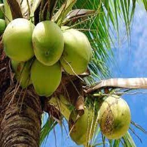 स्वस्थ पोषक नारियल फार्म ताजा हरा निविदा शुद्ध नारियल पानी