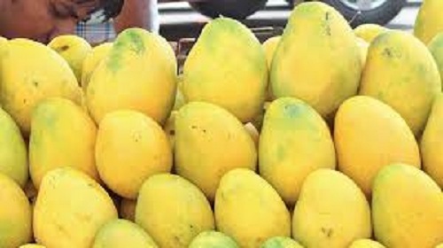 Mango - Whole, Standard Size, Yellow Color | 100% Pure, Sweet Taste, Nutrient-Enriched, Preservatives-Free, A Grade Quality, Fresh, Available in May and June