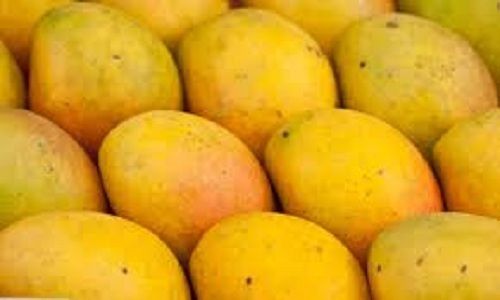 Mango Fruit