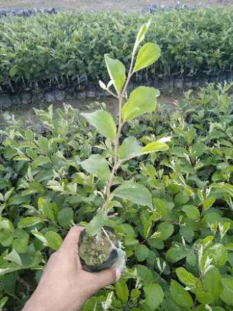 Well Watered Green Baw Apple Ber Plant
