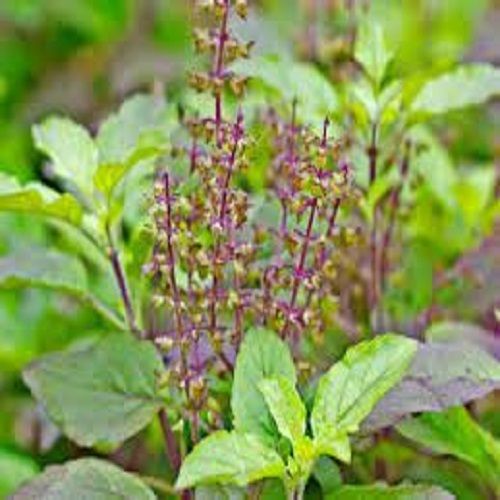 Green Easy To Grow Holy Basil Plant With Pot For Strict And Customary Medication Use