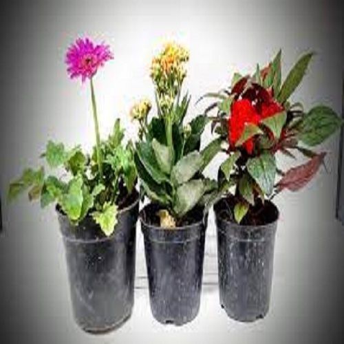 Elegant Look Easy To Placed Appealing Look Multicolor Flowers Plant With Black Pots