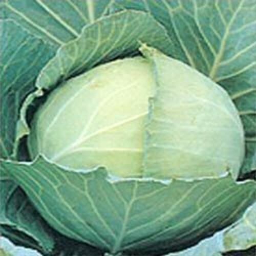 Floury Texture Healthy Rich Natural Fine Taste Green Fresh Cabbage