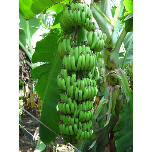 Plant Green Banana Tissue Culture Plants(For Farming Purpose)