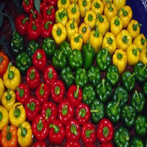 High Fiber Natural Fine Rich Taste Chemical Free Healthy Fresh Capsicum