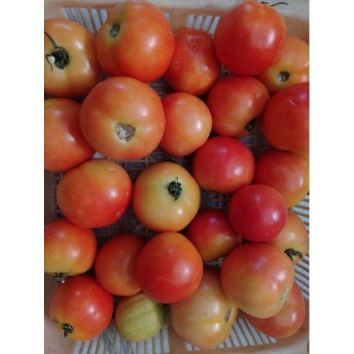 Round Indian Origin Natural And First Quality Fresh Organic Red Tomato