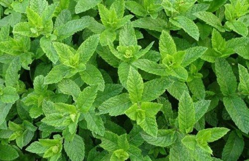 Pure Natural Steam Distilled Peppermint Essential Oil For Pharmaceutical Age Group: Adults