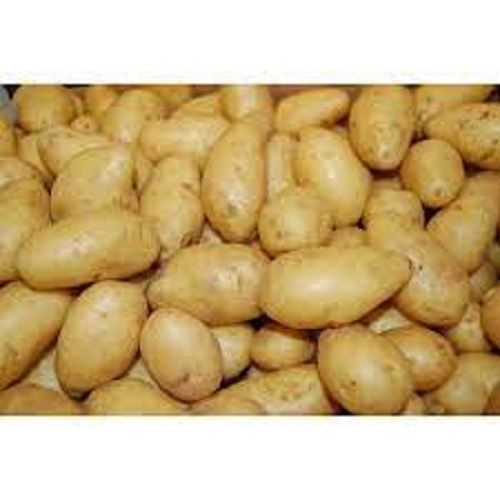 Rich In Vitamins Potassium And Magnesium Rich Taste Organic Fresh Potatoes