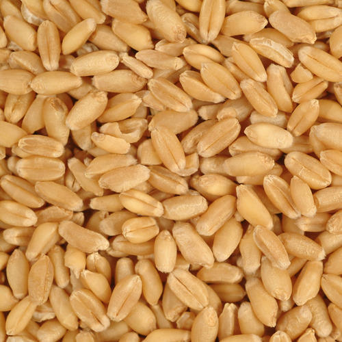 A Grade Indian Origin Dried Milling Wheat With High Nutritious Value