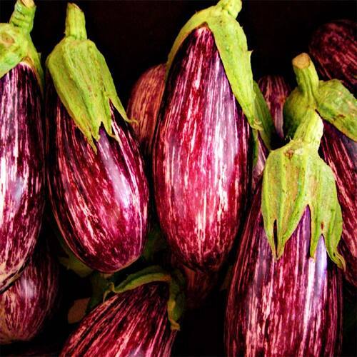 Chemical Free Healthy Delicious Natural Rich Fine Taste Purple Fresh Brinjal