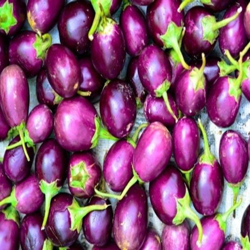 Chemical Free Healthy Delicious Natural Rich Fine Taste Purple Fresh Brinjal
