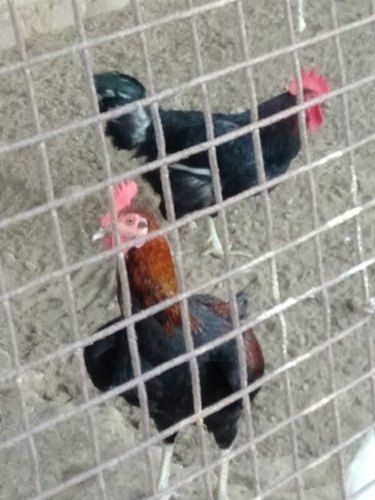 French Black Copper Marans Chicken BB Bantam Rooster Black and Red Color