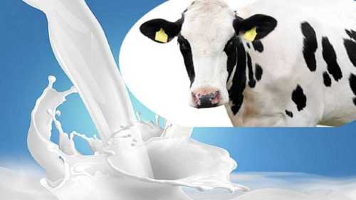 Fresh Cow Milk With 3 -4 Days Shelf Life Processing Type: Raw