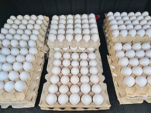 Fresh White Chicken Eggs With 3 Months Shelf Life