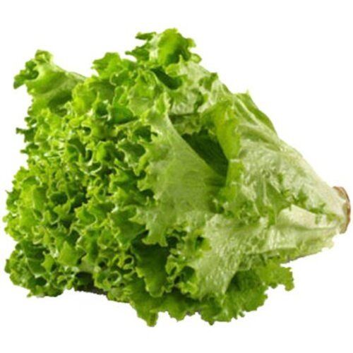 High Fiber Chemical Free Healthy Natural Taste Green Fresh Lettuce