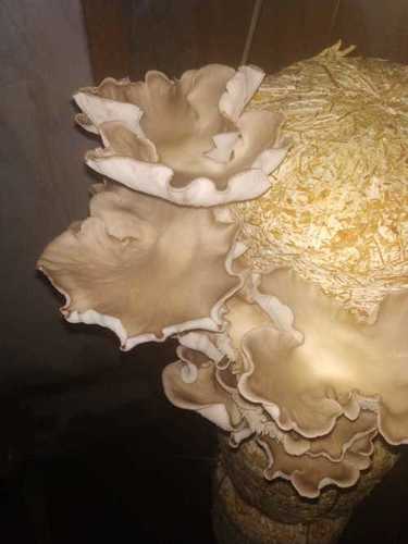 White Oyster Mushroom