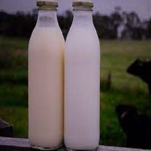 Hygienically Processed 100% Pure Tasty And Nutritious Toned Milk For Drinking