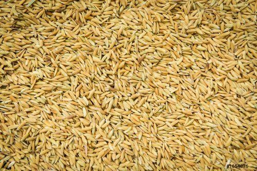  100% Natural And Organic Brown Color Paddy, Long-Grain Rice Paddy Seeds