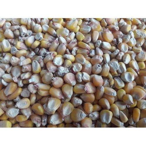 100% Natural And Healthy Yellow Color Maize Corn Kernel For Cattle Feed Application: Fodders