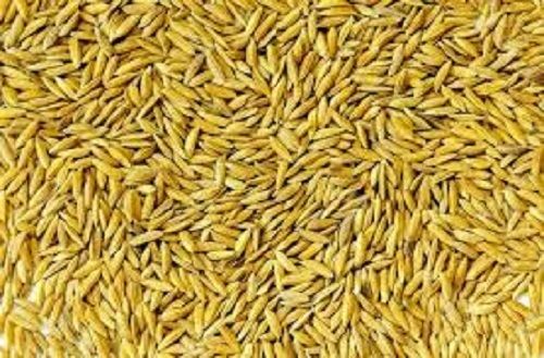 Rich Natural Fine Taste Healthy Medium Grain Organic Yellow Dried Paddy Rice