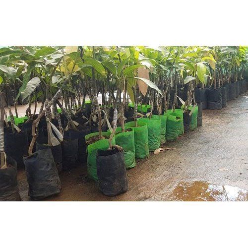 Hand Devices U V Stabilized Light Weight Plain Green And Black Hdpe Nursery Bag