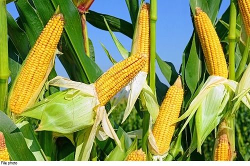  Pure And Organic Nutritious Sweet Maize Corn, Healthy And Sweet In Taste