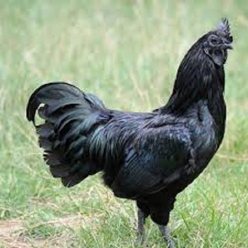  काले रंग का कड़कनाथ चिकन 1.200kg
