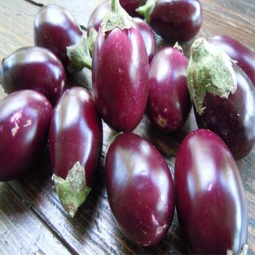 Chemical Free Healthy Delicious Natural Rich Fine Taste Purple Fresh Brinjal