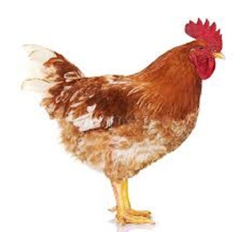 Brown Immunity Booster Rich In Vitamins And Minerals Reduced Cholesterol Healthy Chicken 