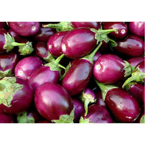 Indian Origin And A Grade Fresh And Natural Brinjal With High Nutritious Preserving Compound: Room Temperature