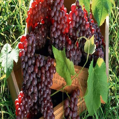 Juicy Rich Delicious Natural Taste Chemical Free Healthy Red Fresh Grapes Origin: India