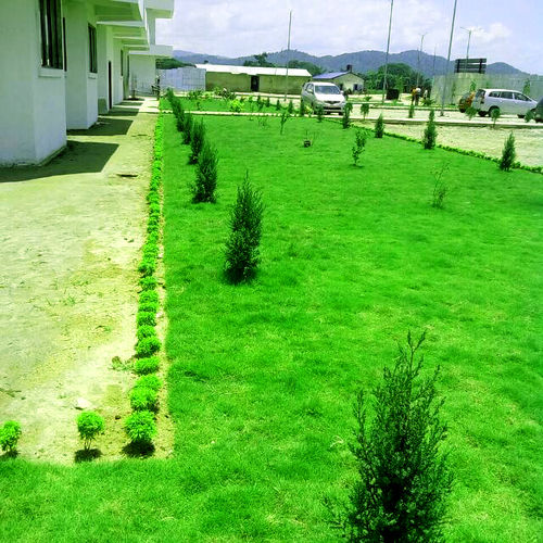 Green Natural Grass For Private Gardens, Public Landscapes, Parks Etc.