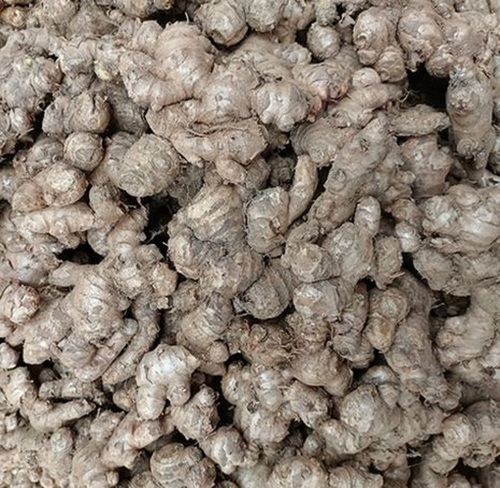 Raw Whole Dried Black Ginger For Spice And Medicinal Use