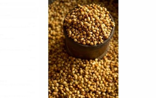 100% Organic Dried Whole Coriander Seeds Use In Spices With Delicious And Aromatic Flavor