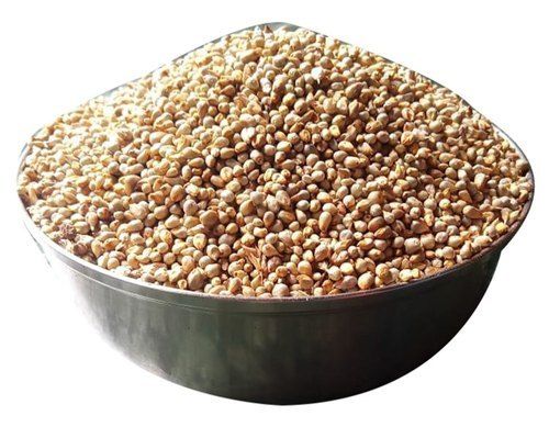 A Grade Pure And Organic Dried Hybrid Bajra Seed For Cultivation Uses