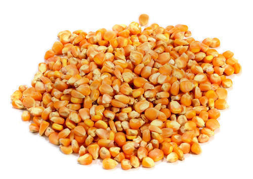 A Grade Pure And Organic Dried Yellow Raw Corn For Cultivation