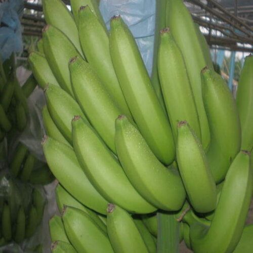 Absolutely Delicious Rich Natural Taste Chemical Free Healthy Green Fresh Banana