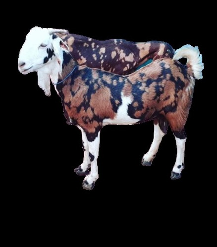 Disease Free Easy To Care Good Produce Milk Gujari White And Brown Live Goat Gender: Both