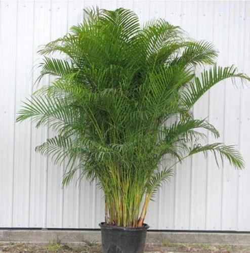 Easy To Placed Easy To Grow Lily Leaves Part Green 12 Meter Areca Palm Plant