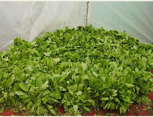 Easy To Use Environment Friendly Terrace Garden Vegetable Vege Grow Bags Palak