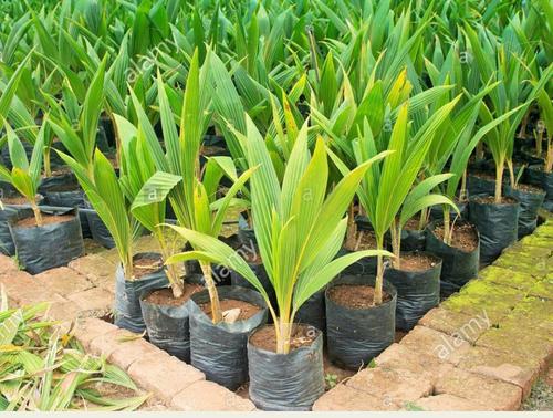  अशुद्धियों से मुक्त, आसानी से उगने वाले हरे एक साल के देसी नारियल के पके हुए पौधे